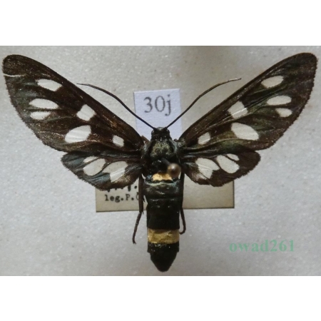 Amata phegea (Linnaeus, 1758) Oblaczek granatek Czech30j